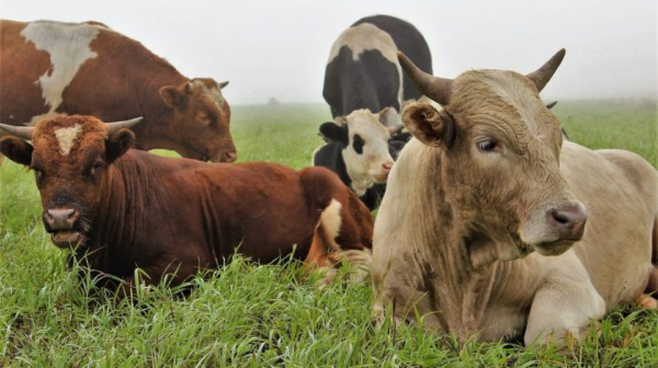 2 млн ірі қараны артық санаған: ауыл шаруашылығы министрлігі неге қате есеп берген?