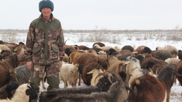 Үкімет шопандарды жарылқамақ