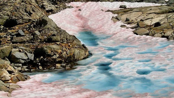 “Қызыл қар жауған” - Тұрғындар көше бойындағы экологиялық құбылысқа шағымданды (ФОТО)