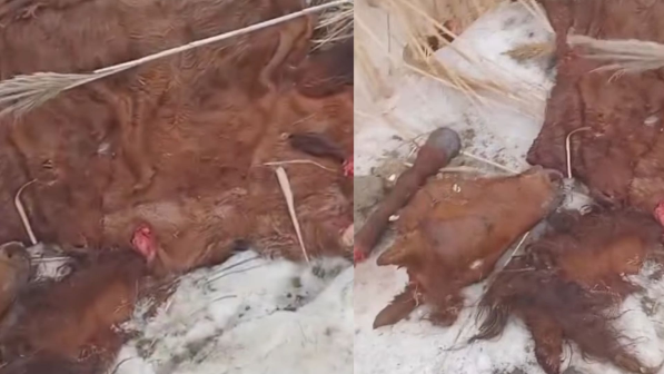 “Үйір жылқыны атып, далада сойып алған” - Алматы облысындағы сұмдық оқиға елді шошытты (ВИДЕО)