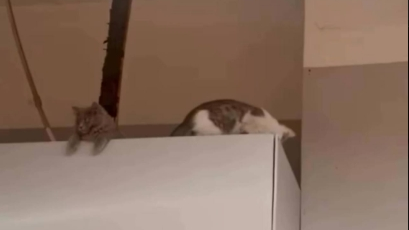 "Ақ күрішке араласып шыққан". Қазақстандағы Magnum дүкеніндегі тауарлардан мысықтың нәжісі табылды (ВИДЕО)