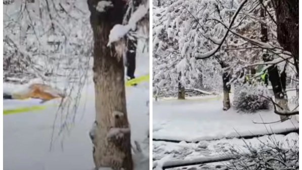 «Үстіне ағаш құлаған»: Шымкентте аулада оқушы қаза тапты