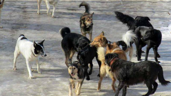 «52 жастағы әйелді 6 ит талап тастаған»: Алматы облысындағы сұмдық оқиға туралы тың деректер мәлім болды (ВИДЕО)