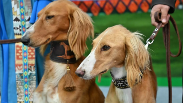 Тазы мен төбет күні: Қазақстанда тағы бір жаңа мереке пайда болды